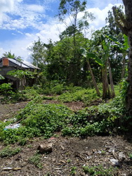 tanah wedomartani